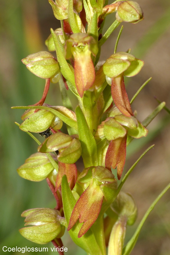 Campo Imperatore, laltopiano e le orchidee  19 giugno 2021.